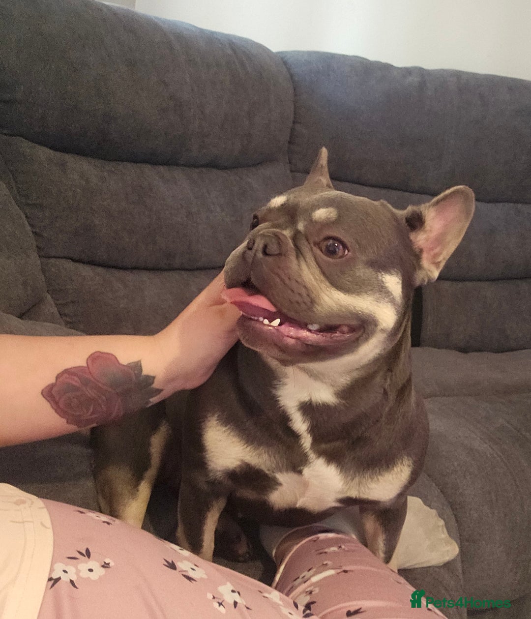 French Bulldog dogs for sale: French bulldog puppies  - Advert 10