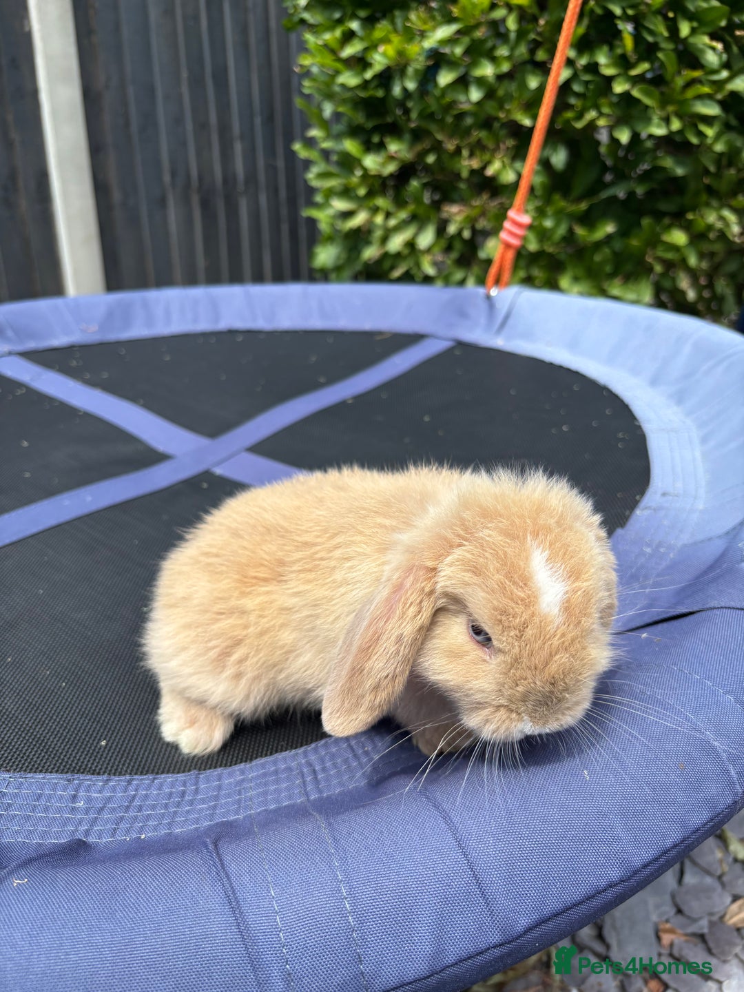 Mini Lop rabbits for sale: Pure breed Mini Lop - Image 6