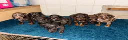 Dachshund dogs for sale: Miniature dachshund - Advert 2