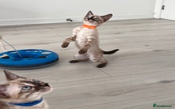 Bengal cats for sale: Stunning full pedigree bengal kittens  - Image 11
