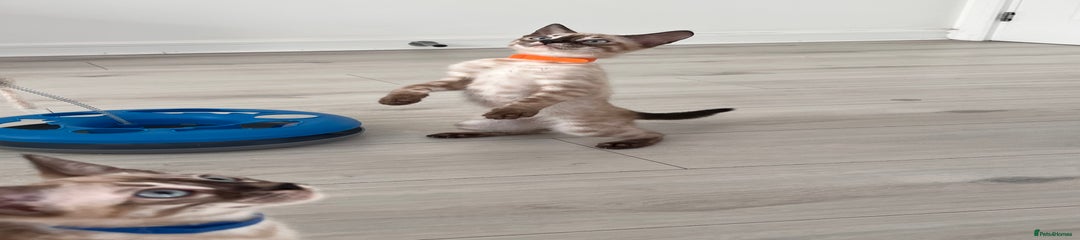Orange collar 