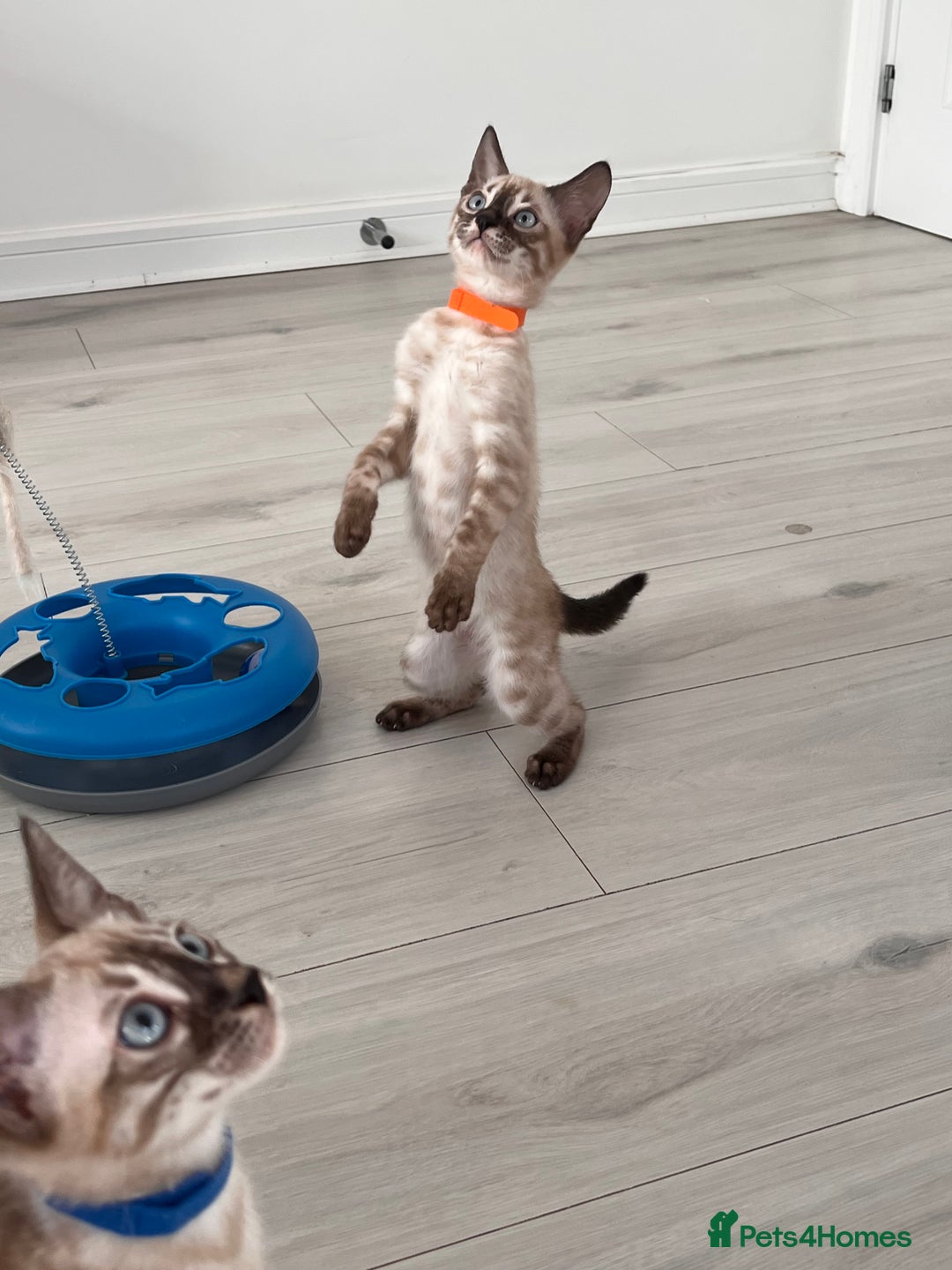 Bengal cats for sale: Stunning full pedigree bengal kittens  - Image 11
