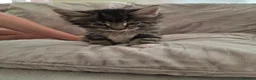 Mixed Breed cats for sale: 4 beautiful kittens for sale  in Cheltenham - Advert 5