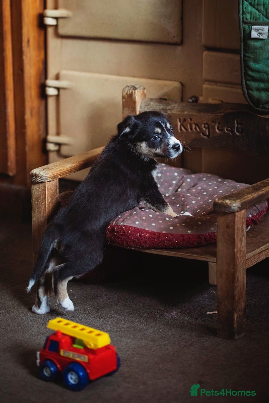 Border Collie dogs for sale: Welsh Collie puppies - Advert 4