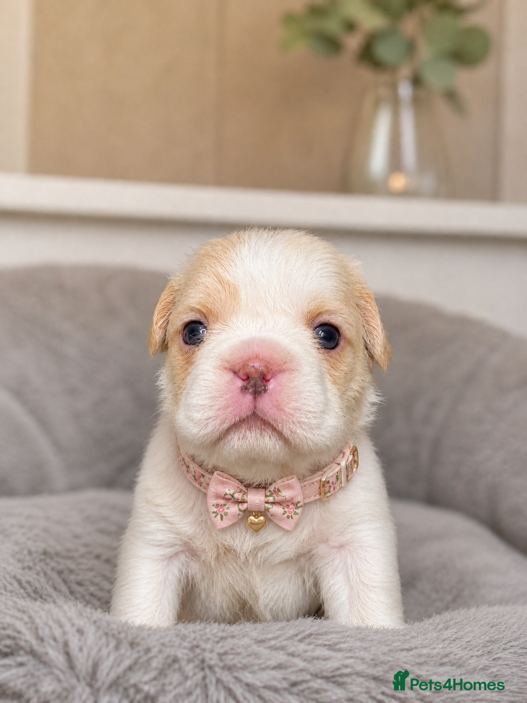 French Bulldog dogs ✨ Stunning French Bulldog Puppies Available ✨ - Advert 17