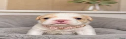 French Bulldog dogs for sale: ✨ Stunning French Bulldog Puppies Available ✨ - Advert 1