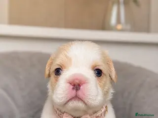 French Bulldog dogs ✨ Stunning French Bulldog Puppies Available ✨ - Advert 2