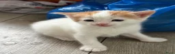 Mixed Breed cats for sale: Kittens  - Advert 10
