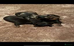 Miniature Pinscher dogs for sale: Gorgeous Rare miniature pinscher puppies for sale - Advert 7
