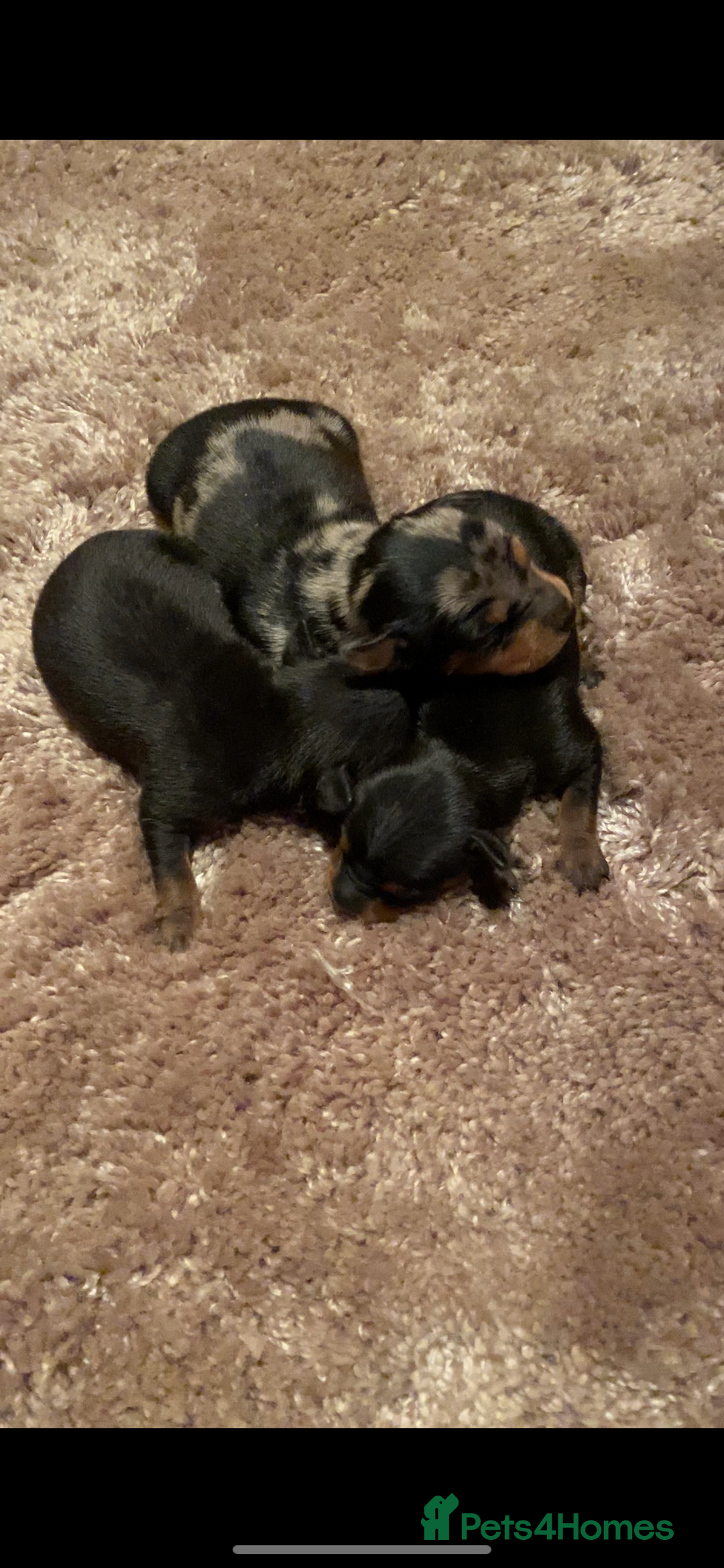 Miniature Pinscher dogs for sale: Gorgeous Rare miniature pinscher puppies for sale - Advert 7