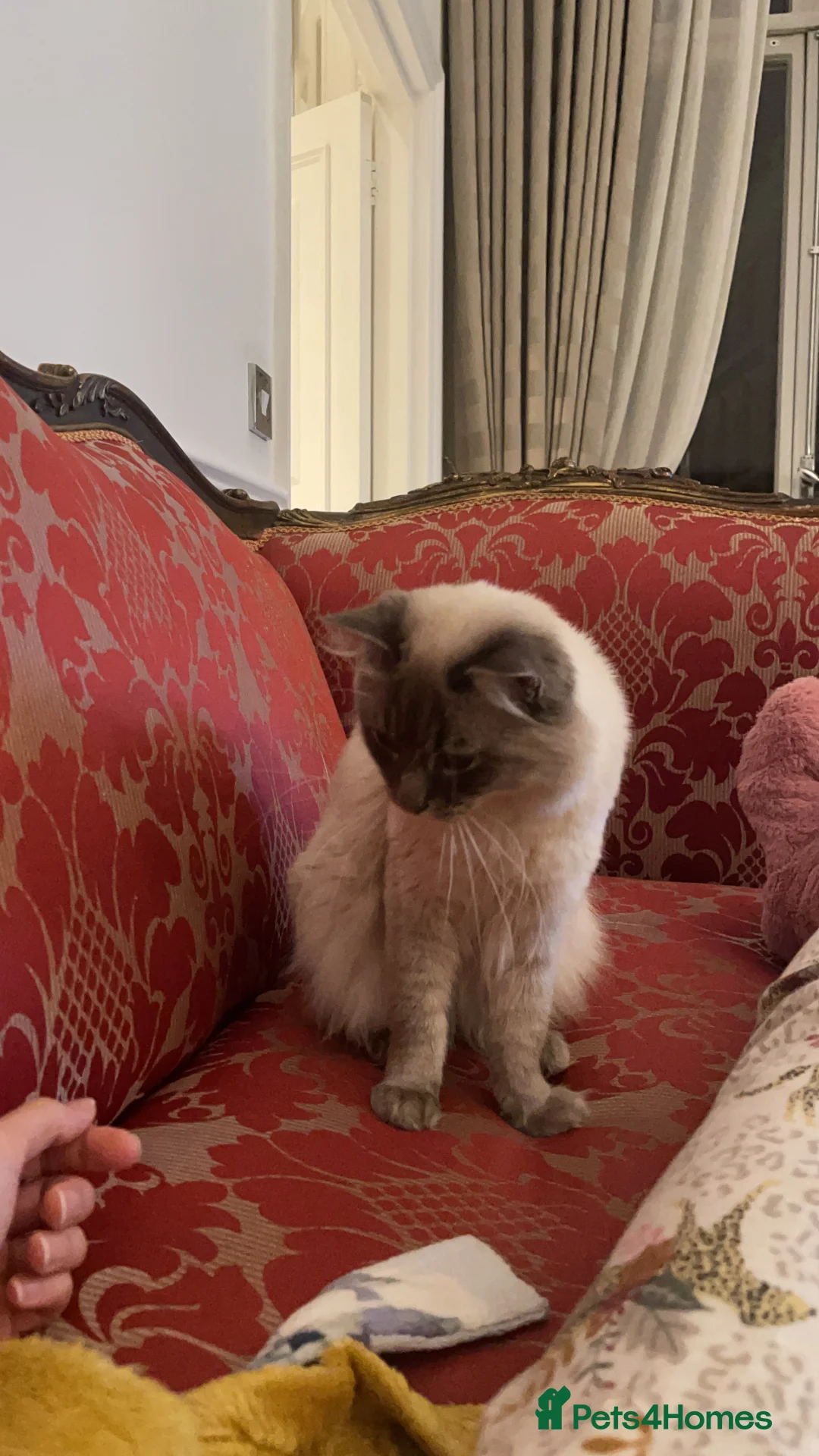 Ragdoll cats for stud: STUNNING PURE RAGDOLL - Advert 3