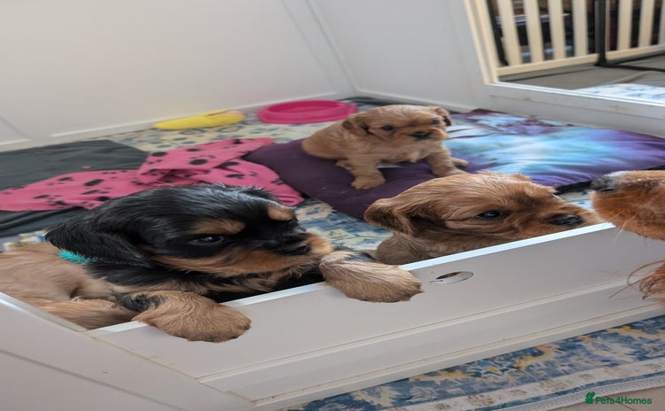 Cavalier King Charles Spaniel dogs - Advert 11