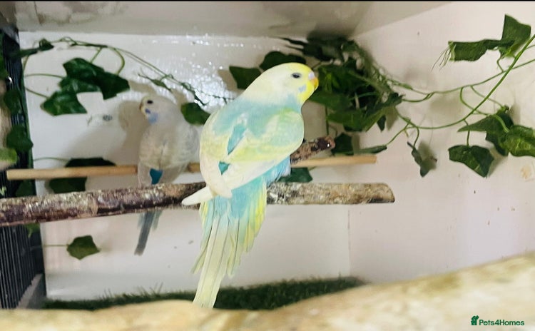 Budgerigars birds - Advert 5