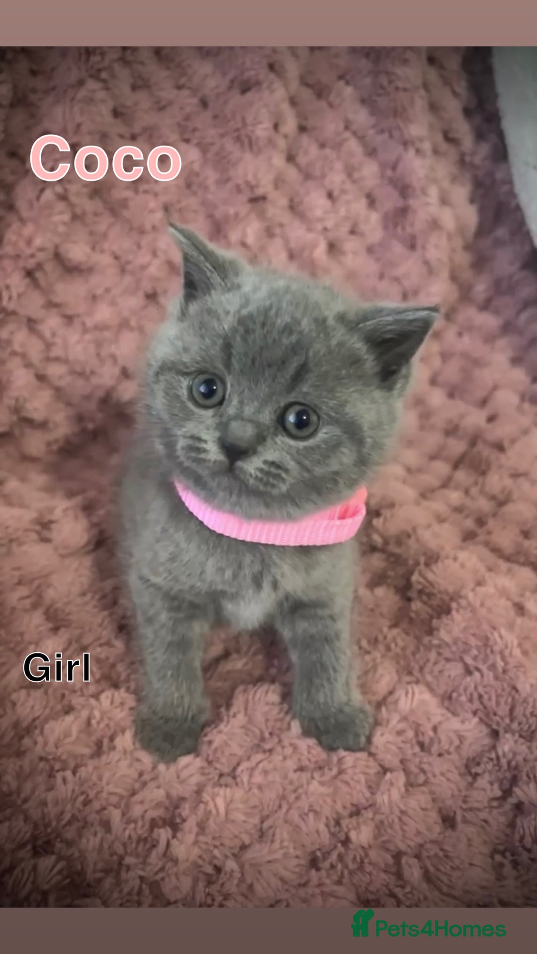 British Shorthair cats for sale: British shorthair kittens - Advert 11