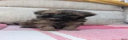Shihpoo dogs for sale: ⭐ Toy Shihpoo Puppies ⭐ - Advert 11