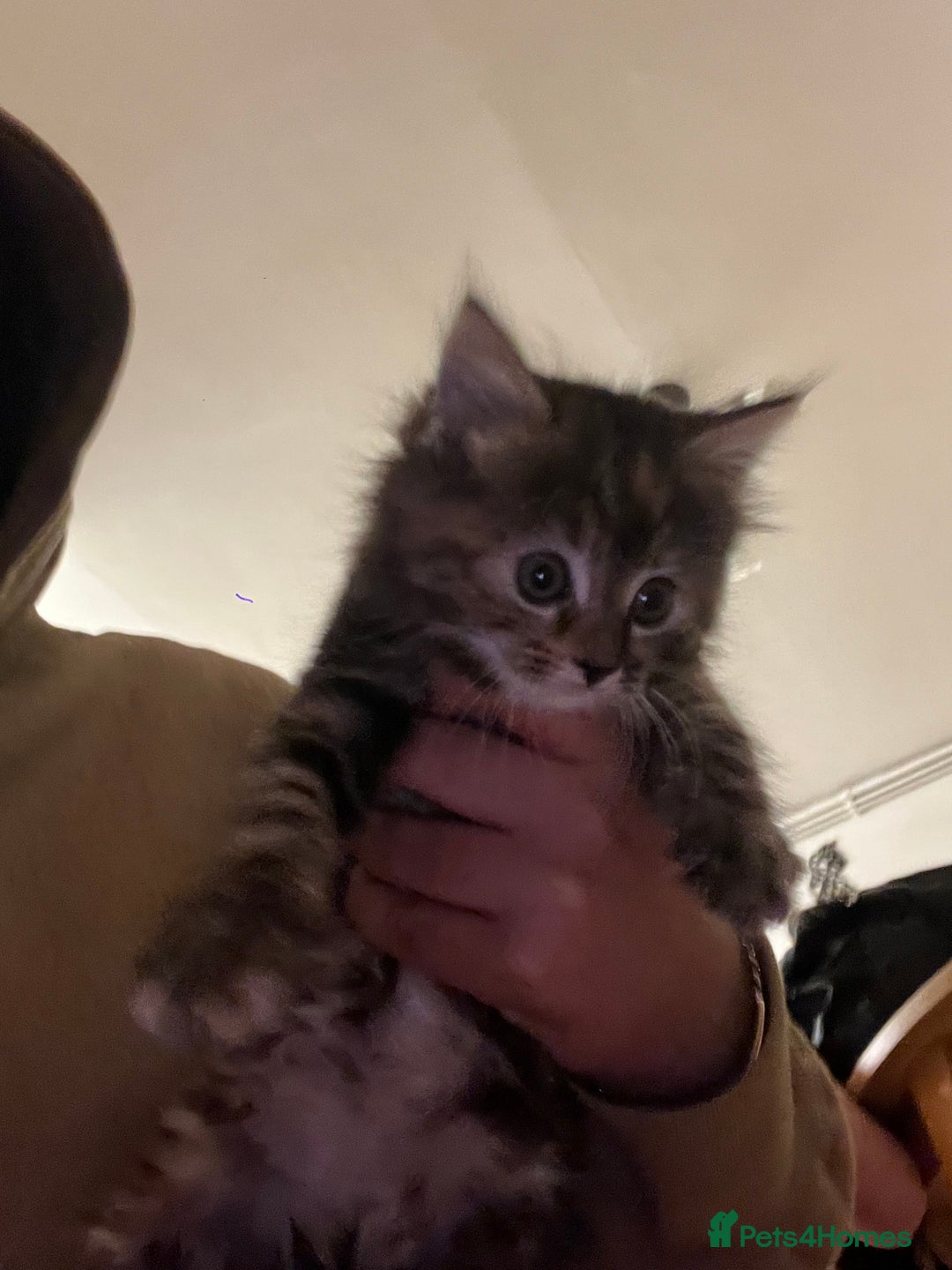 Mixed Breed cats for sale: Cheap Kittens for sale  (Ready to go asap) - Advert 18