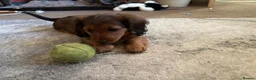 Dachshund dogs for sale: 2x Red dapple Dachshund puppies ready to go.. - Advert 6