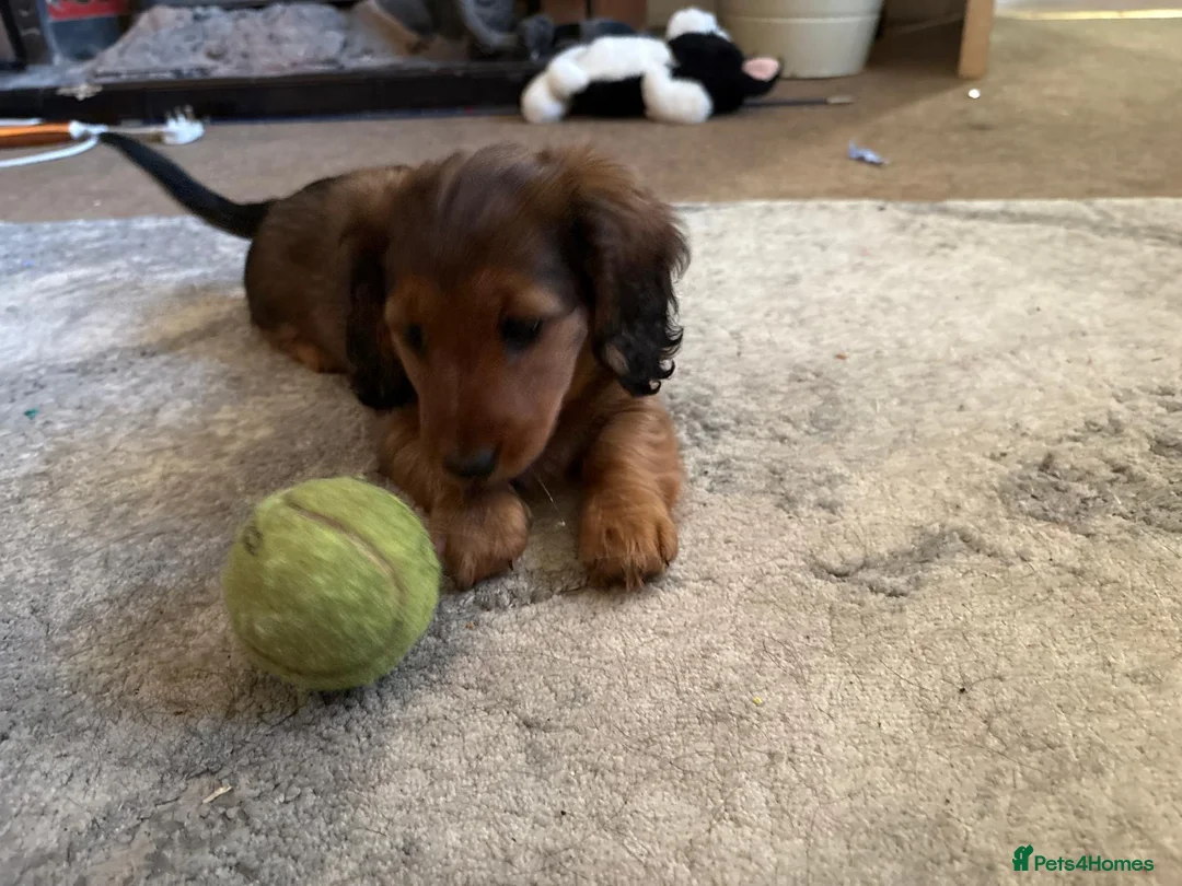 Dachshund dogs for sale: 2x Red dapple Dachshund puppies ready to go.. - Advert 6
