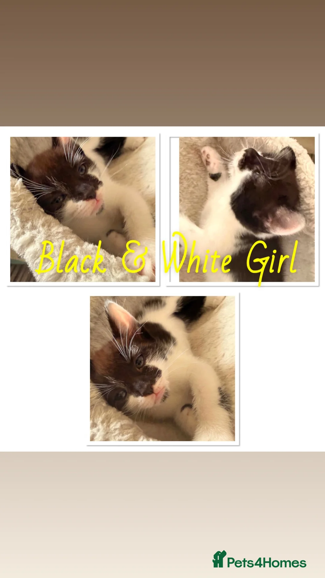 Mixed Breed cats for sale: 7 Playful Kittens - Advert 9