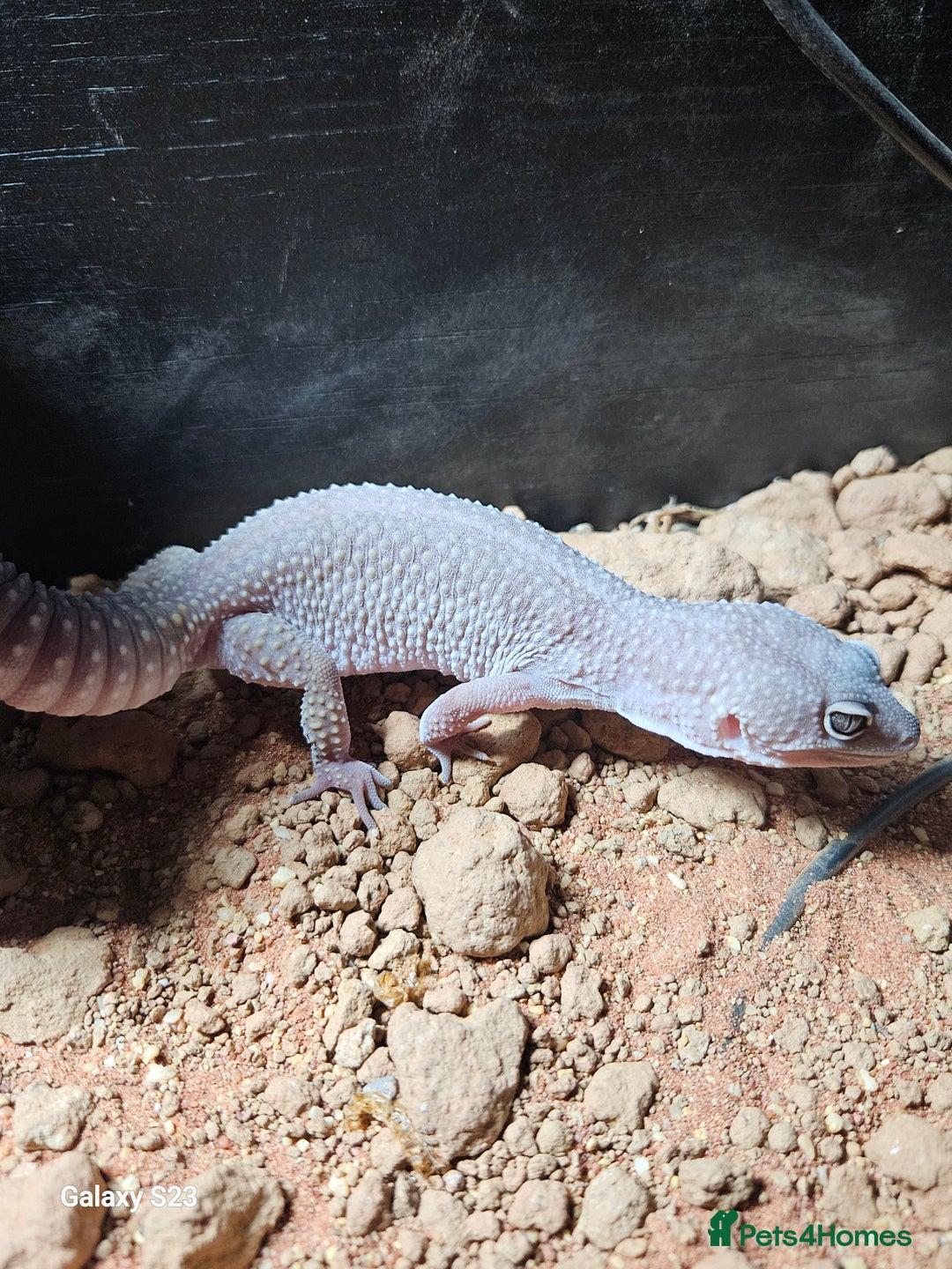 Leopard Gecko reptiles for sale: Leopard gecko and full set up - Advert 3
