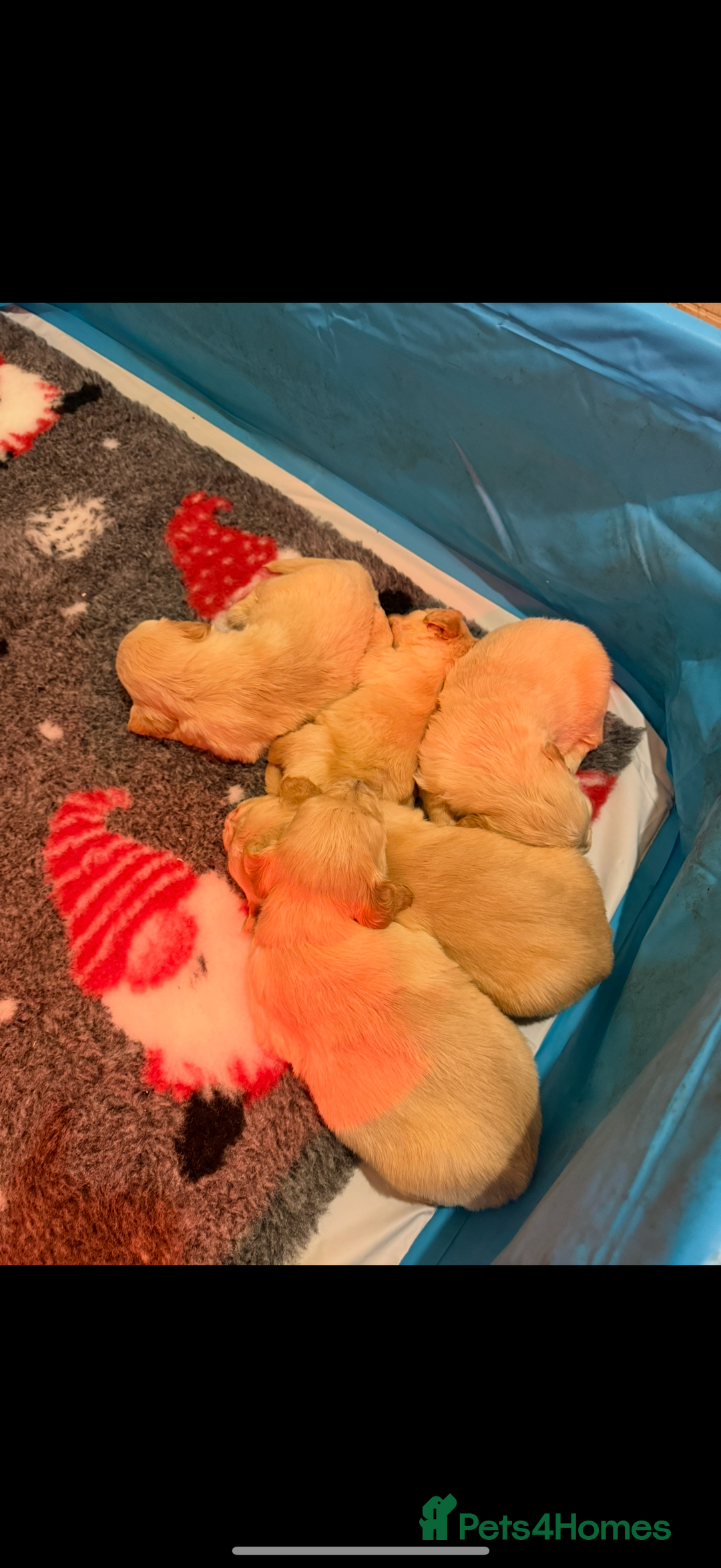 Golden Retriever dogs for sale: KC Registered Golden Retriever Puppies  - Advert 4