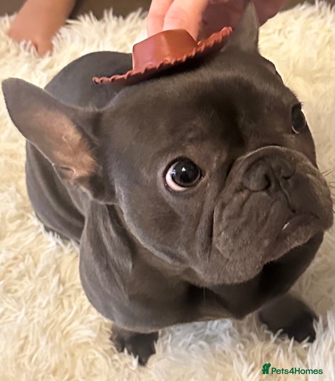 French Bulldog dogs 23 Month old French Bulldog for rehoming - Advert 1