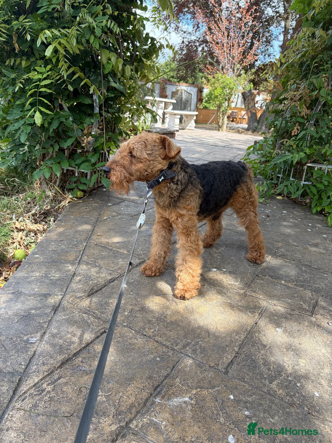 Welsh Terrier dogs for stud: KC Welsh Terrier Stud Dog - Advert 2