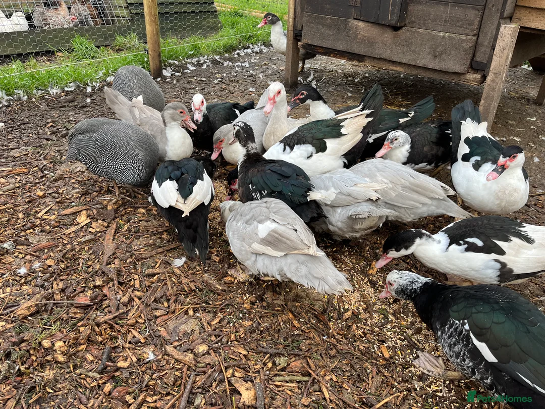 Ducks poultry for sale: Muscovy Female Ducks Point of Lay - Advert 5