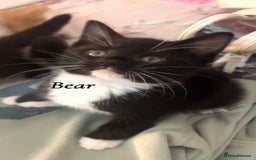 British Shorthair cats for sale: 3 kittens for sale - Image 8