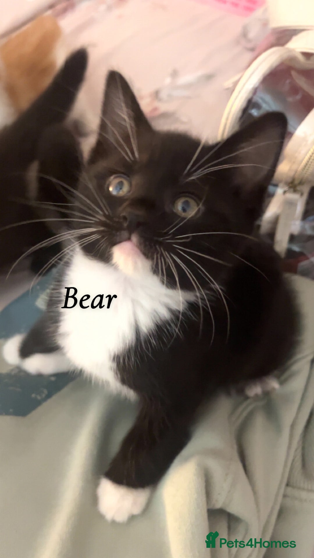 British Shorthair cats for sale: 3 kittens for sale - Image 8