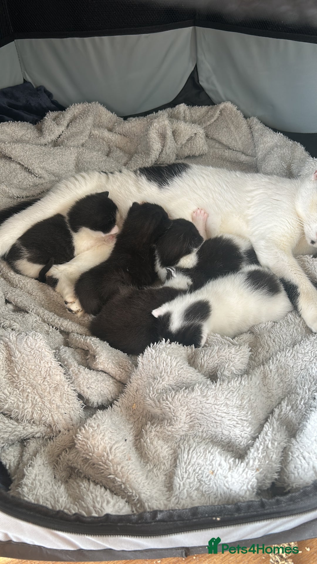 Domestic Shorthair cats for sale: 5 Beautiful Kittens - Advert 10