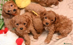 Cavapoo dogs for sale: Cavapoo puppies - Image 3