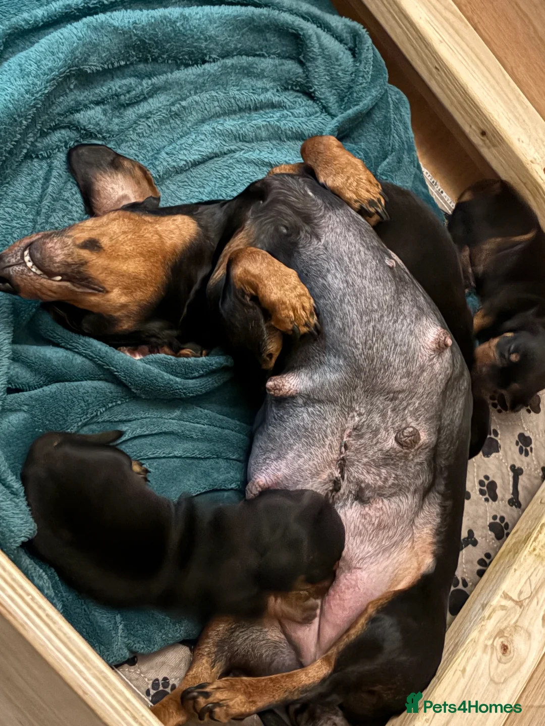 Miniature Dachshund dogs for sale: Miniature Dachshund Smooth Hair Puppies  - Advert 3