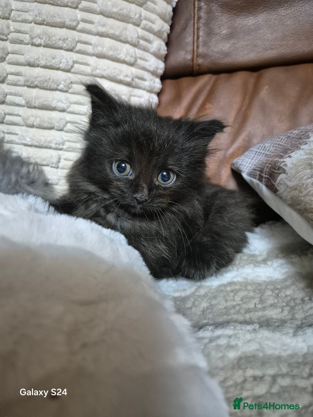 Ragdoll cats for sale: Ragdoll kittens  - Image 26