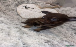 Chihuahua dogs for sale: ✨🐾 chihuahua pups 🐾✨ - Image 6