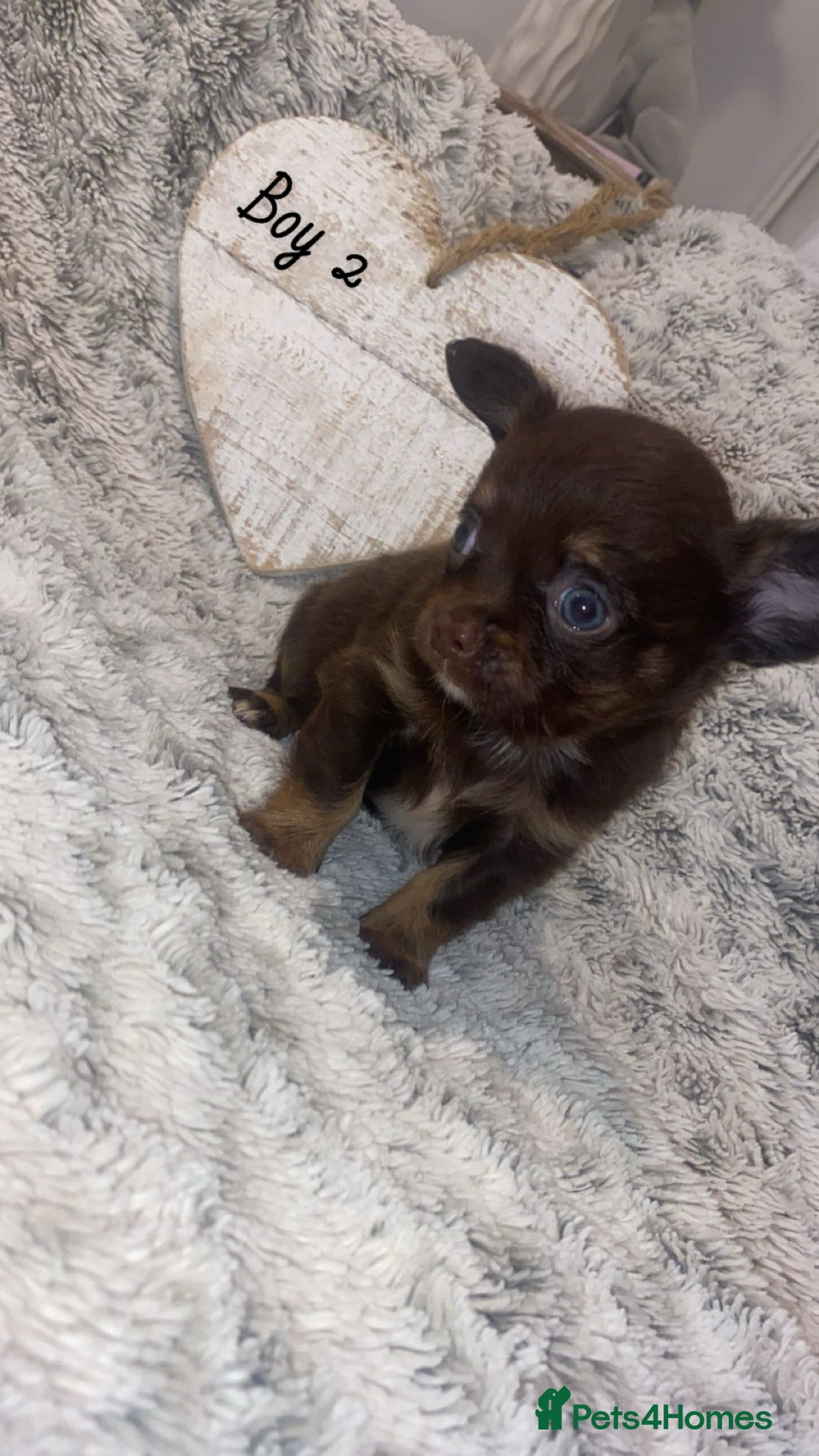 Chihuahua dogs for sale: ✨🐾 chihuahua pups 🐾✨ - Image 6