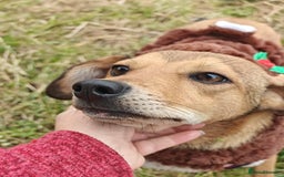 Mixed Breed dogs for adoption: 💖🐶 KRISTY 🐶💖 - Image 5