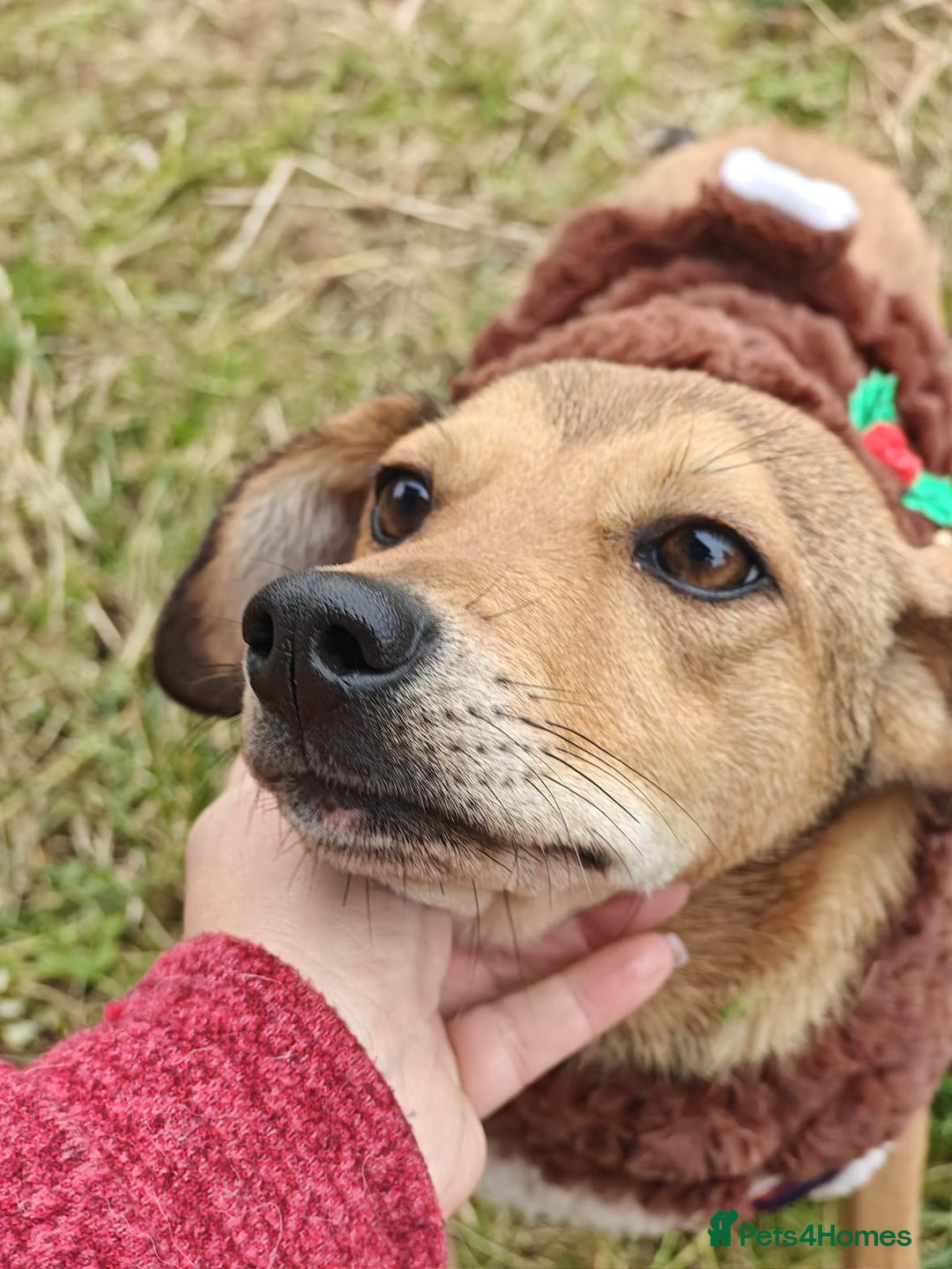 Mixed Breed dogs for adoption: 💖🐶 KRISTY 🐶💖 - Image 5