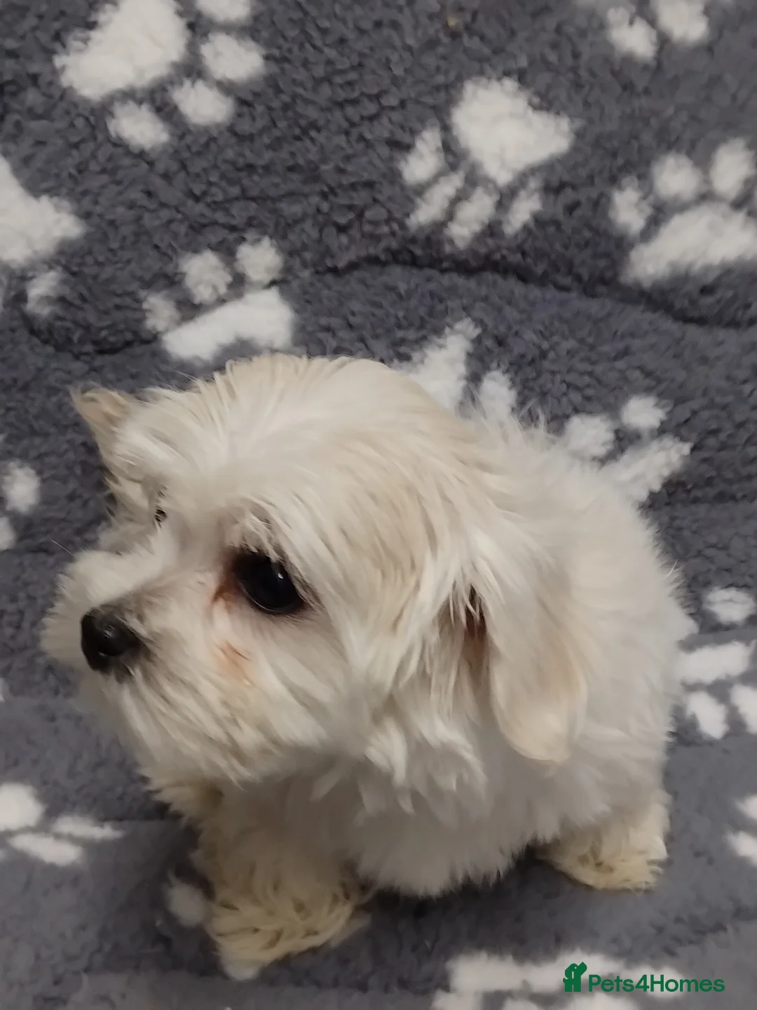 Maltese dogs for sale: Maltese female puppy - Advert 9