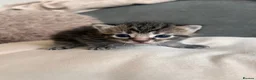 Mixed Breed cats for sale: Kittens mixed colours  - Advert 3
