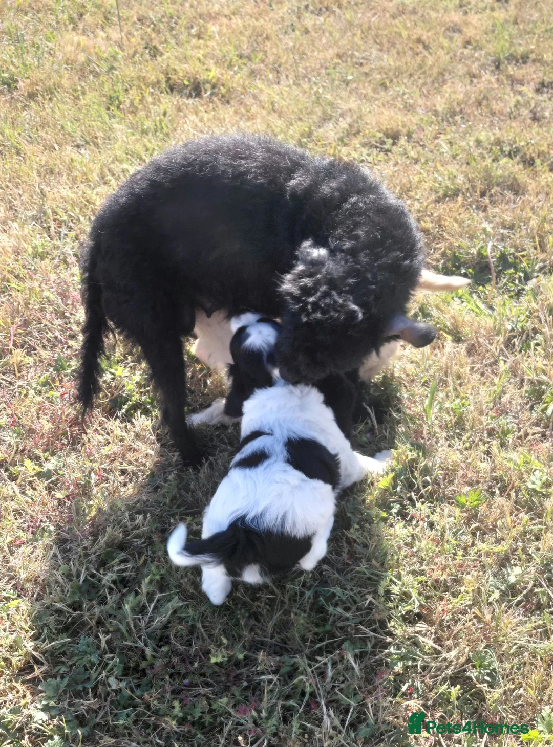 Jackapoo dogs for sale: Fluffy Jackapoo × Cavalier King Charles Puppies - Advert 2
