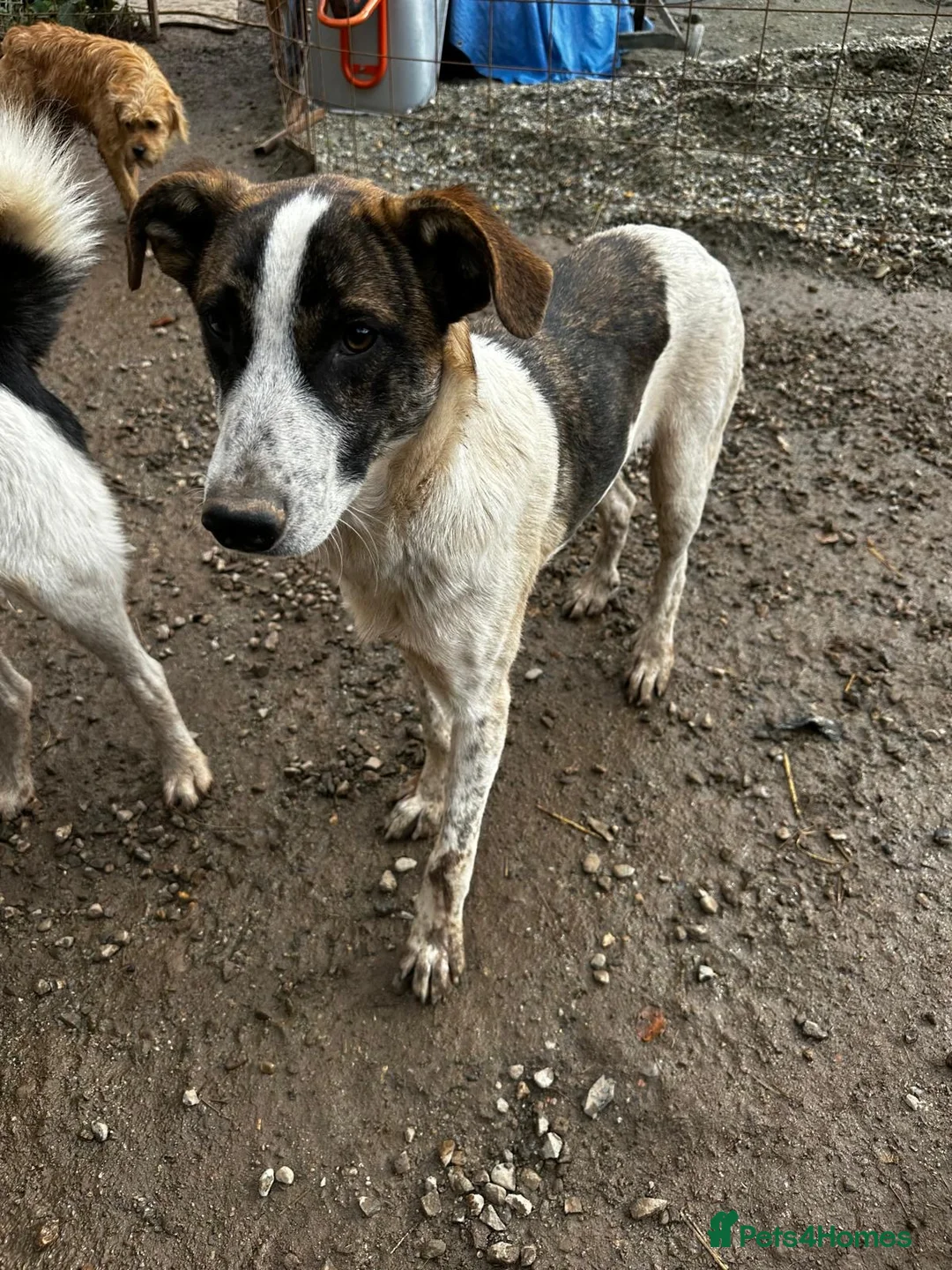 Mixed Breed dogs for adoption: Benson is looking for a dog friend! - Advert 5