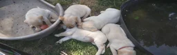 Labrador Retriever dogs for sale: 6 beautiful labrador puppies  - Advert 12