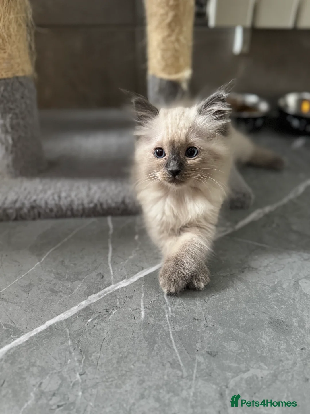 Ragdoll cats for sale: Ragdoll kittens  - Advert 8