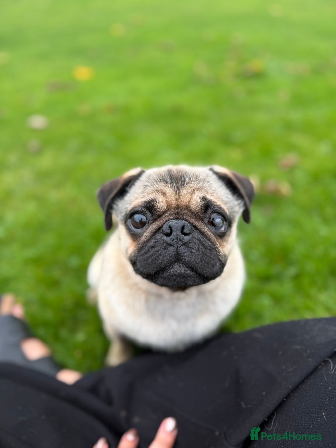 Pug dogs for sale: Bear, the Pug  - Advert 6