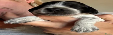 Blue Roan Male 