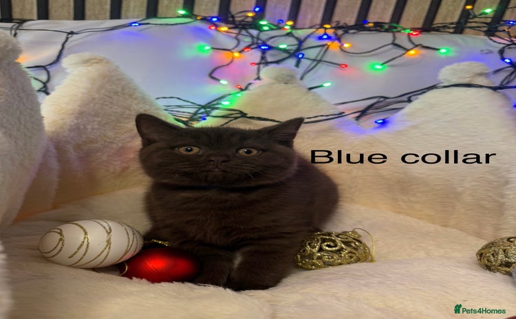 British Shorthair cats GCCF Pedigree BSH chocolate, lilac kittens 💙🩷 - Advert 14