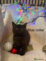British Shorthair cats GCCF Pedigree BSH chocolate, lilac kittens 💙🩷 - Advert 7