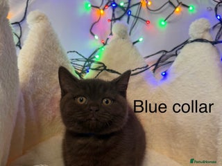 British Shorthair cats GCCF Pedigree BSH chocolate, lilac kittens 💙🩷 - Advert 18