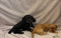 Cocker Spaniel dogs for sale: Show type cocker spaniels puppies  - Image 10